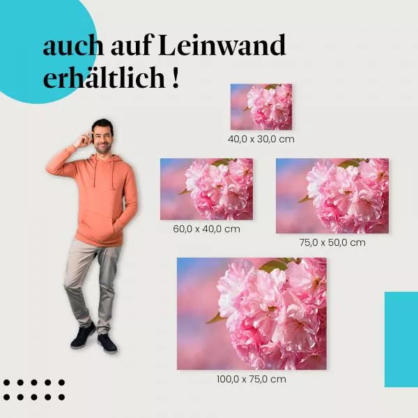 Kirschblüten: Rosa Pracht & Frühling | Postereck 0669 Kirschblüten: Rosa Pracht & Frühling | Postereck 0669